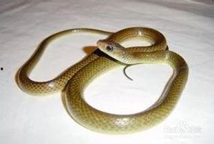 国产蛇容易暴毙嘛视频,揭秘暴毙之谜
