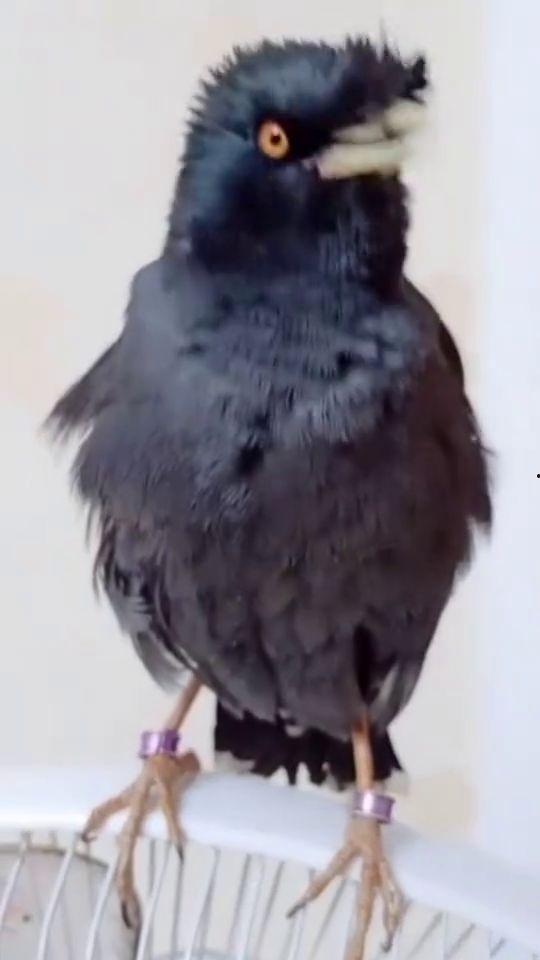 国产亚洲视频八哥,国产亚洲视频中的青春记忆与情感纠葛