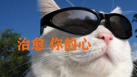 国产出名的小视频,短视频时代的本土创新与传播力量