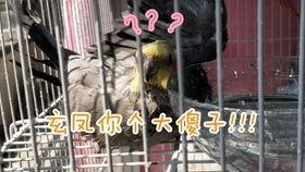 揭秘国产鸟粮的秘密视频,品质与安全的双重保障