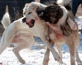 国产狼犬斗狗视频,揭秘残酷斗狗世界