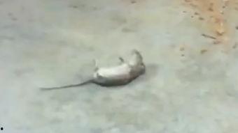 国产猫抓老鼠视频,猫抓老鼠欢乐时光