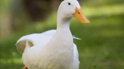 国产老妇找鸭视频,一场意外的情感之旅