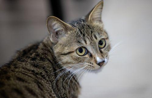 猫咪视频国产,猫咪视频引领宠物娱乐新潮流