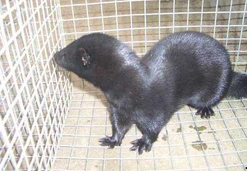 国产水貂饲养方法视频教程,视频教程精华概述