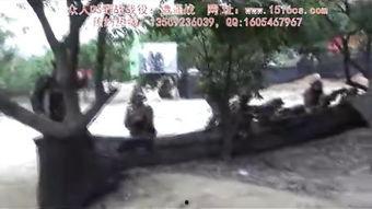 中年国产野战视频,揭秘中年国产野战影像中的英勇瞬间