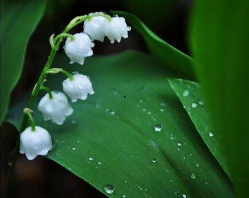 国产铃兰栽植方法图解视频,图解视频教程