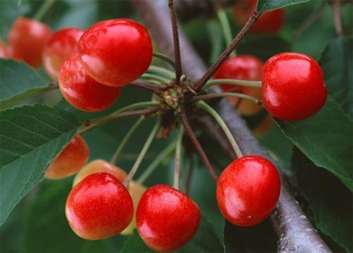 国产大樱桃成熟时间视频,视频带你领略时令美味