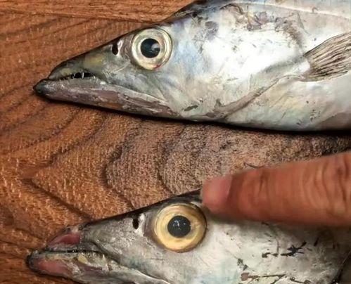 国产鳕鱼怎么钓好用视频,视频详解高效捕捞方法